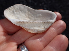 Barbatia novaezealandiae
