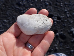 Barbatia novaezealandiae