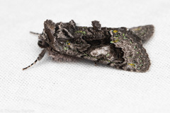 Behrensia conchiformis