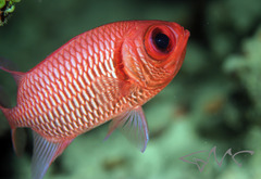 Myripristis hexagona