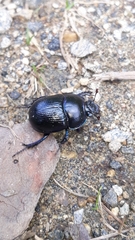 Anoplotrupes stercorosus