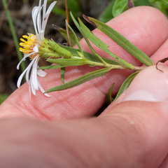 Symphyotrichum hallii