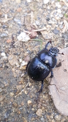 Anoplotrupes stercorosus