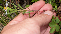 Symphyotrichum hallii
