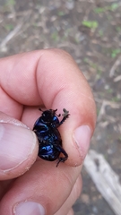 Anoplotrupes stercorosus