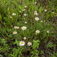 Erigeron decumbens