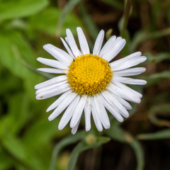 Erigeron decumbens