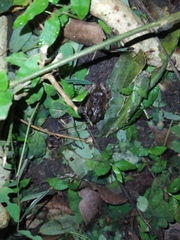 Pleurodema brachyops