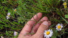 Erigeron decumbens