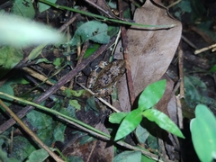 Pleurodema brachyops