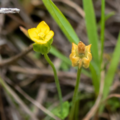 Cicendia quadrangularis