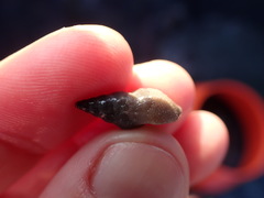 Buccinulum littorinoides