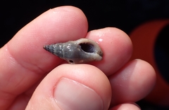 Buccinulum littorinoides