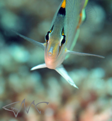 Chaetodon pelewensis