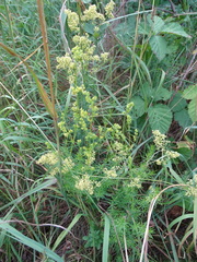 Galium × pomeranicum