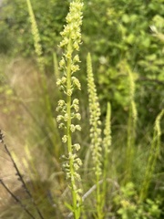 Reseda luteola