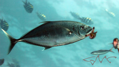 Craterognathus plagiotaenia