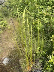 Reseda luteola