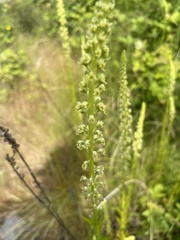 Reseda luteola