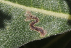 Phytomyza eriodictyi