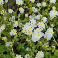 Plagiobothrys figuratus