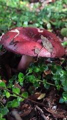 Russula nothofaginea