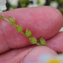 Plagiobothrys figuratus