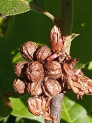 Andricus quercusformosus