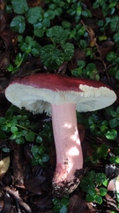 Russula nothofaginea
