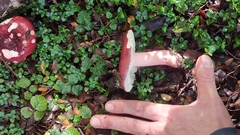 Russula nothofaginea