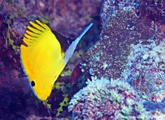 Forcipiger longirostris