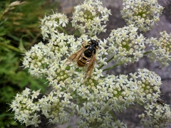 Temnostoma vespiforme