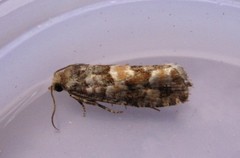 Eucopina tocullionana