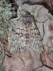 Panthea virginarius