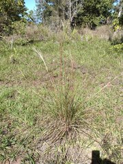 Andropogon bicornis