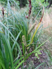 Carex acutiformis