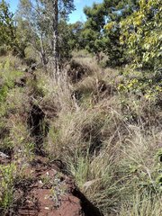 Andropogon bicornis