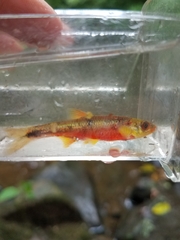 Notropis chiliticus