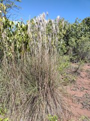 Andropogon bicornis