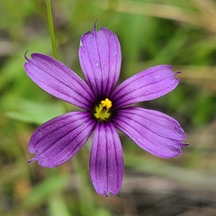 Sisyrinchium hitchcockii