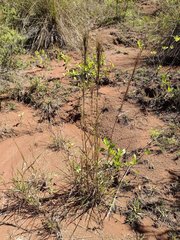 Schizachyrium condensatum