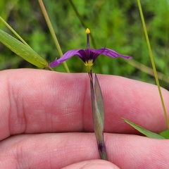 Sisyrinchium hitchcockii