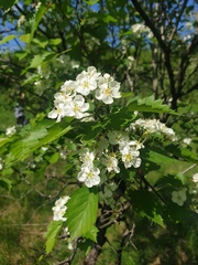 Crataegus chrysocarpa praecox