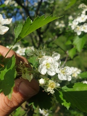 Crataegus chrysocarpa praecox