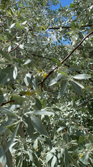 Elaeagnus angustifolia
