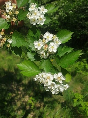 Crataegus chrysocarpa praecox