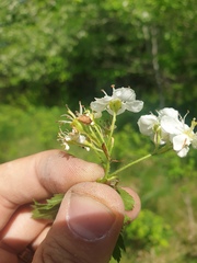 Crataegus chrysocarpa praecox