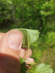 Crataegus chrysocarpa praecox
