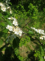 Crataegus chrysocarpa praecox
