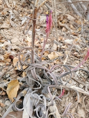 Tillandsia intermedia